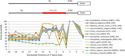 Widespread Separation of the Polypyrimidine Tract From 3′ AG by G Tracts in Association With Alternative Exons in Metazoa and Plants